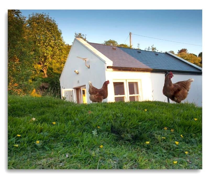 Cosy Self Contained Cottage With Stunning Views Killaloe Esterno foto